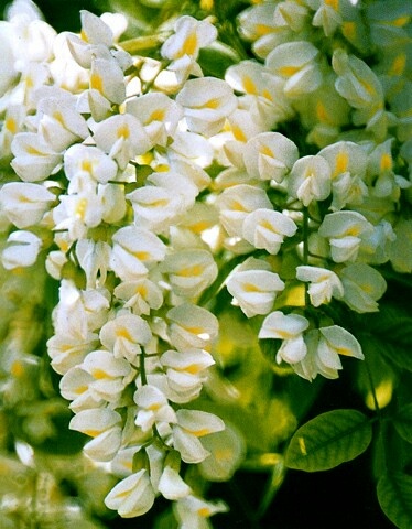 qsjdan  发布到  花 图片评论 0条  收集   点赞  评论  四月——槐月