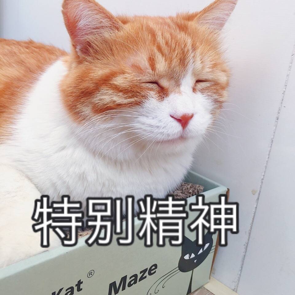 猫日表情包