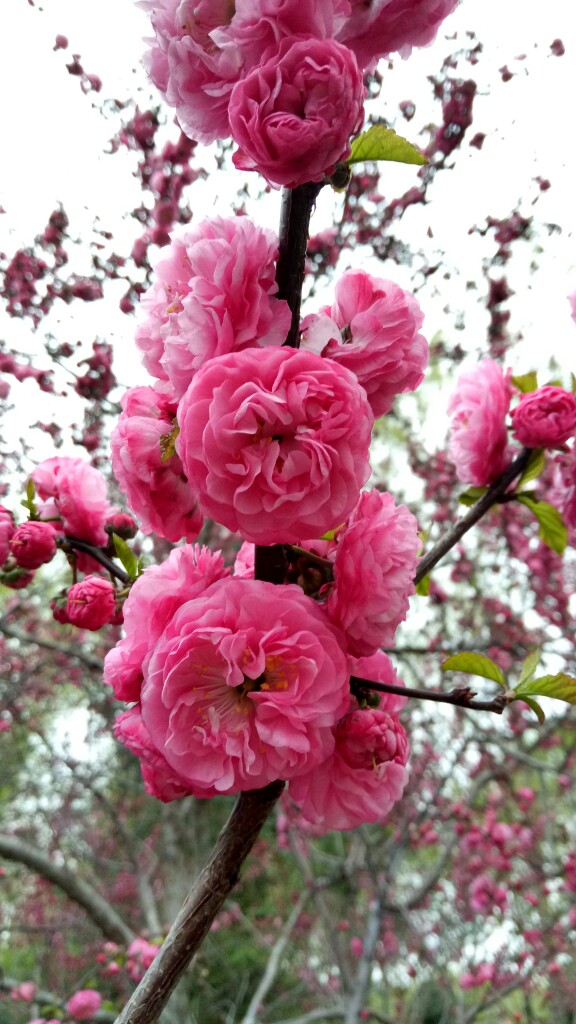 粉粉嫩嫩的花花,大爱