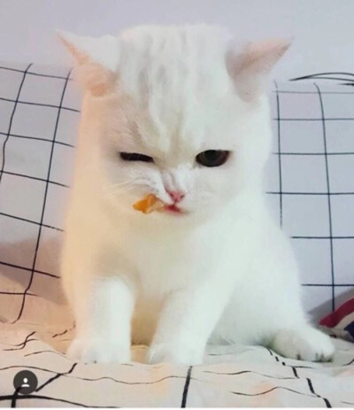 猫星人,嚼嚼不动的糖