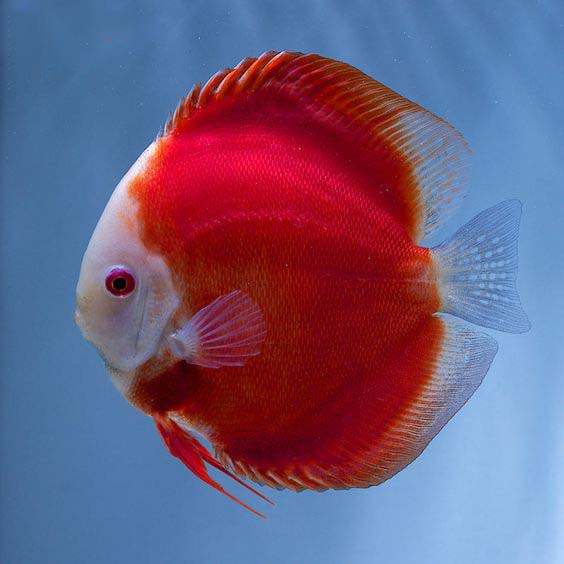 各样多彩铁饼鱼