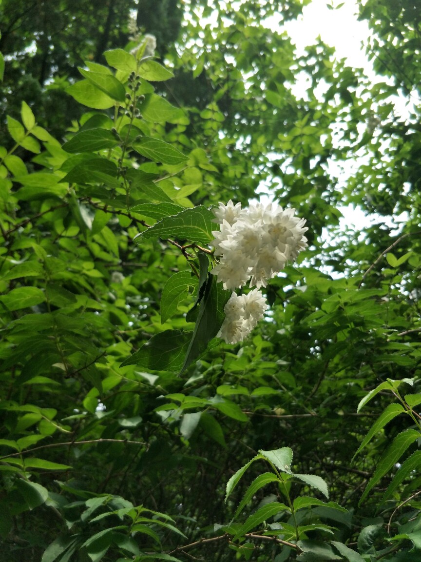 白花重瓣溲疏