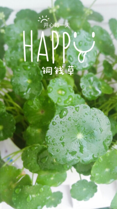 铜钱草作品 堆糖,美图壁纸兴趣社区