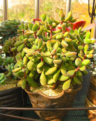 は蛋|多肉|若歌诗|后期