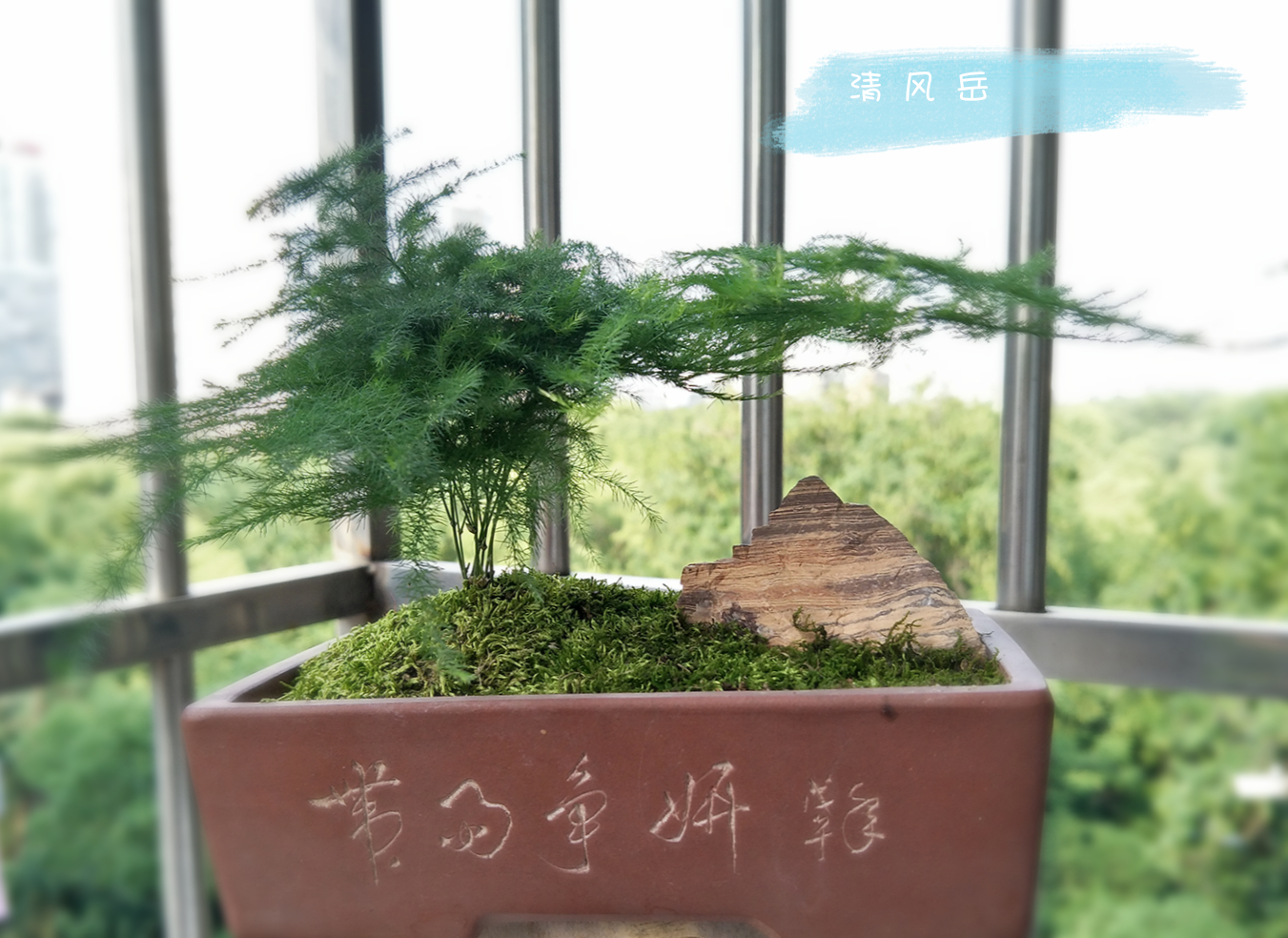 竹子与石头的搭配盆景图片