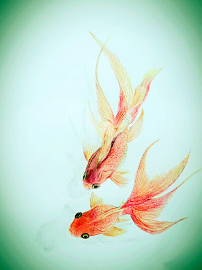 我的彩铅画作品 金鱼
