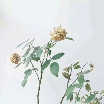 岁月静好