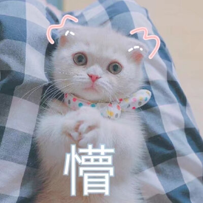 猫咪作品