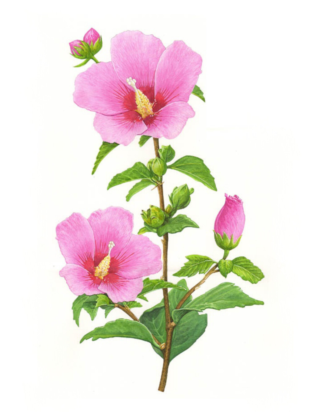 彩铅手绘花卉插画