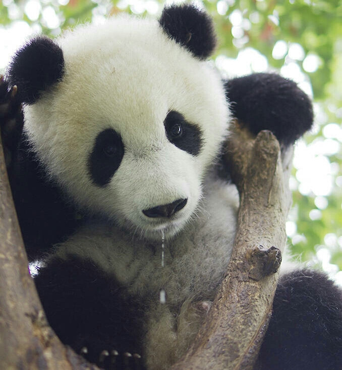 熊猫流口水表情包图片