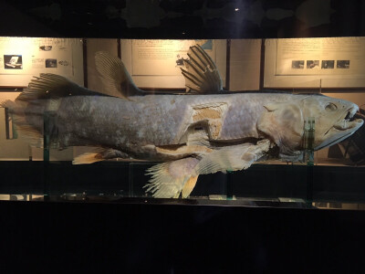 腔棘鱼标本图片