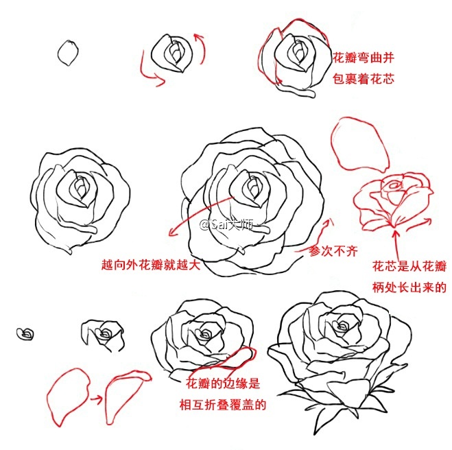 蔷薇花动漫画法图片