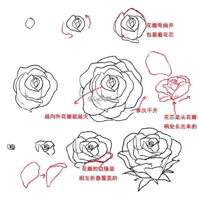 一步一步教我画蔷薇花图片