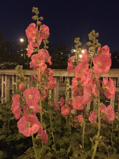 花夜晚