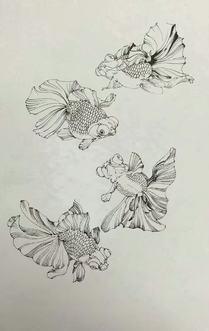 绘画素材金鱼