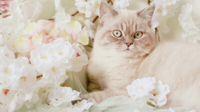 放开我北鼻喵喵