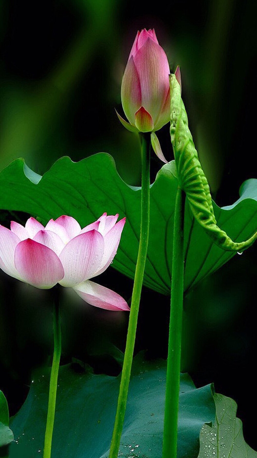 荷花- 堆糖,美图壁纸兴趣社区