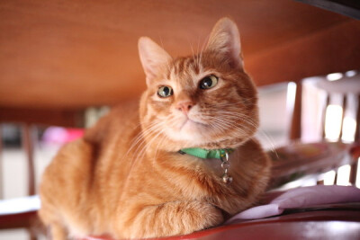 bling bling的茶虎虎 [ 2017/05/03 17:30 ]2017～茶トラ#猫叔# #篮子