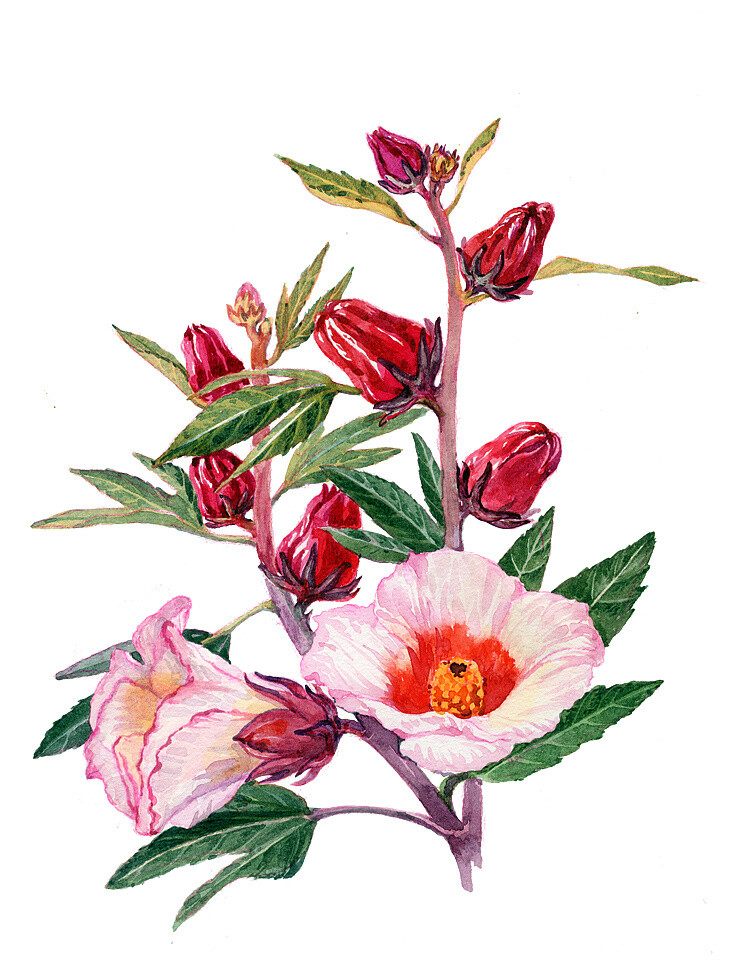 原创作品洛神花水彩花卉