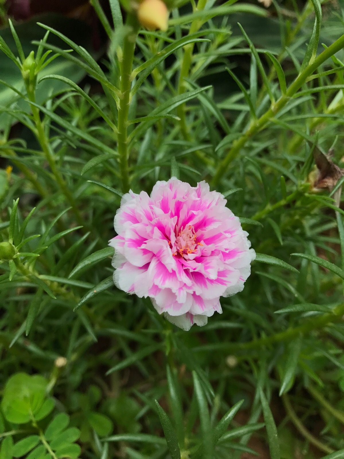 马齿菜花图片图片