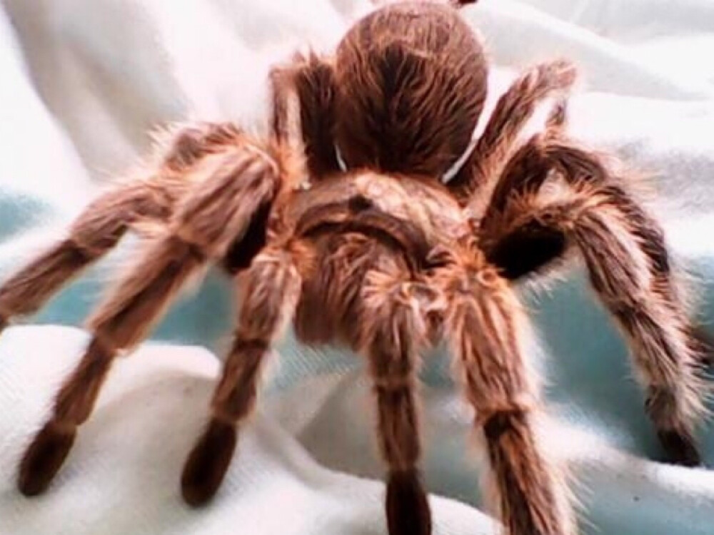 は蛋|全球10大最小动物|蜘蛛 - 堆糖,美图壁纸兴趣社区