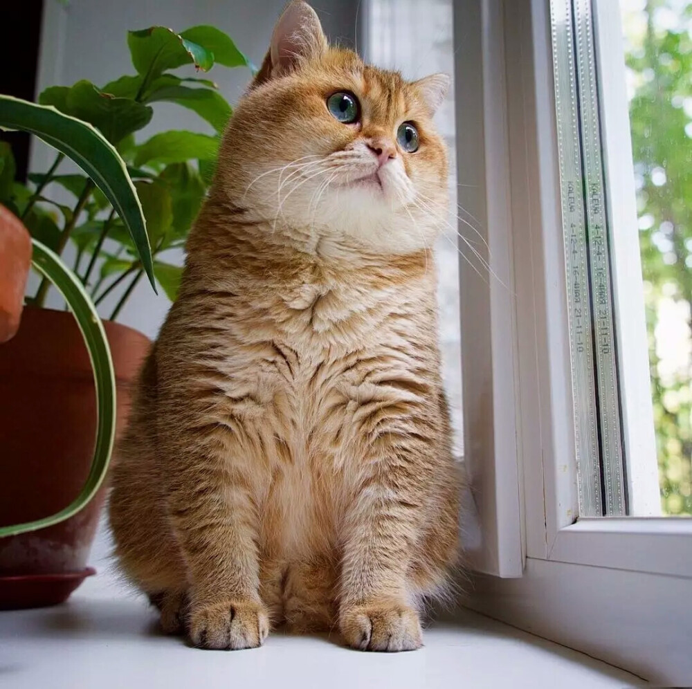 【 尐萌宠 】猫咪头像 大肥猫hosico