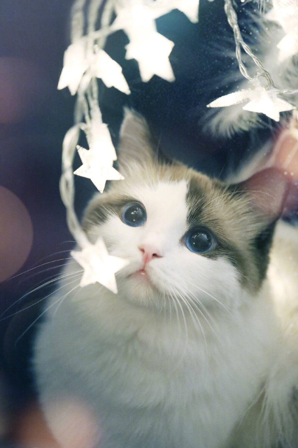 狐狸猫咪cr郭斯特