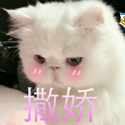 撒娇 表情包