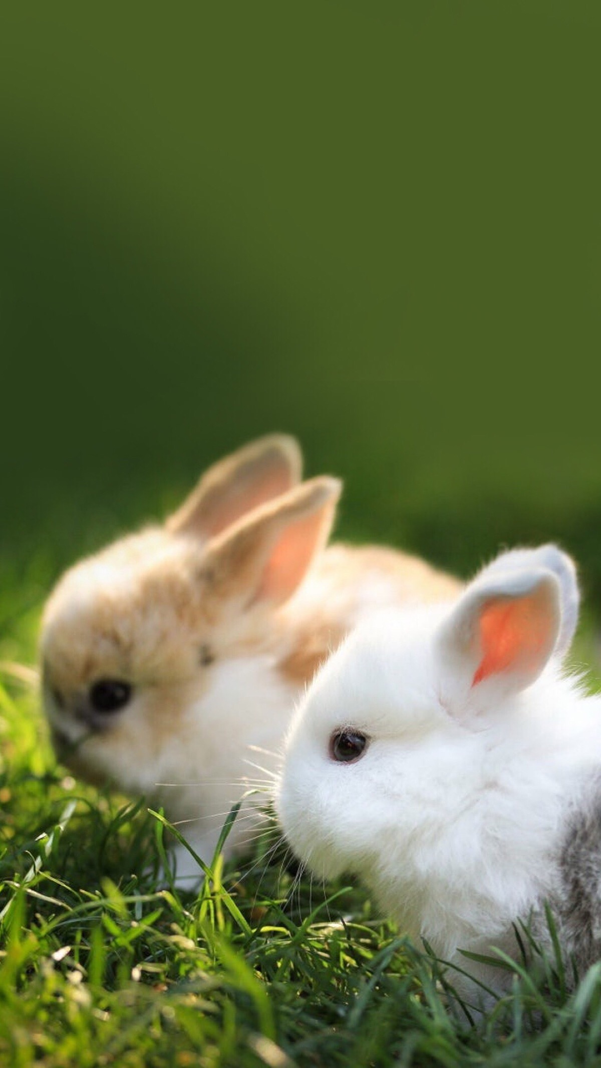 兔兔～兔纸 