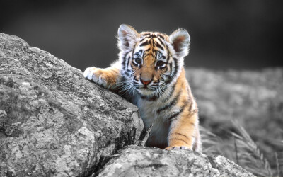 虎的图像大全可爱图片