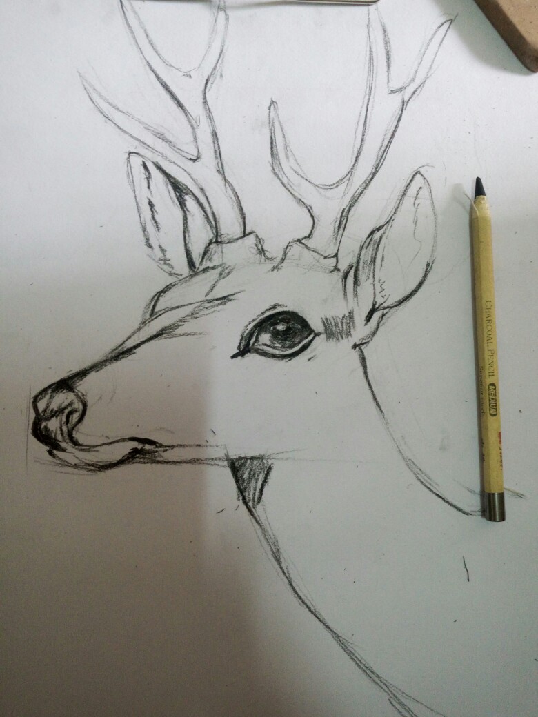 鹿正面素描图片