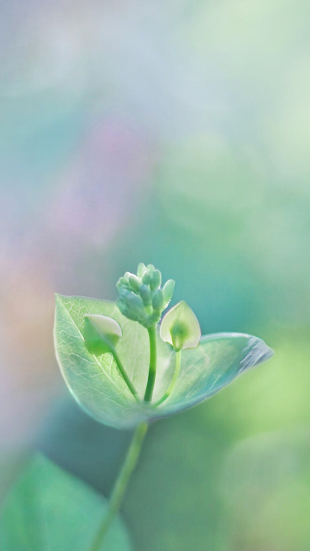 苹果手机壁纸唯美简约图片