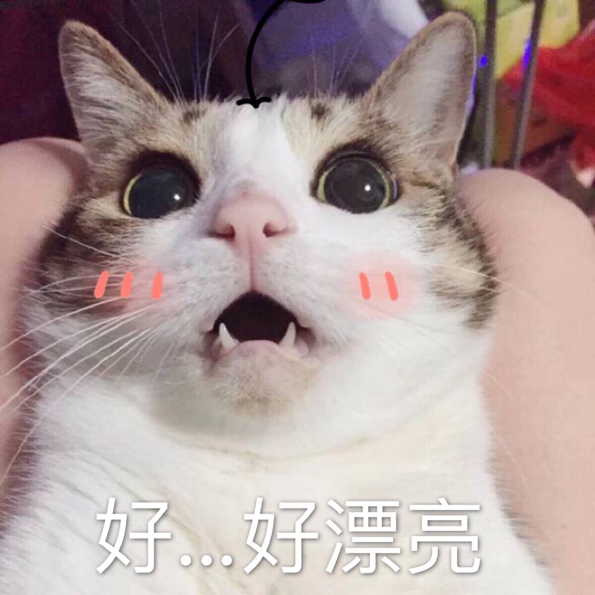 好…好漂亮 猫 表情包 自作