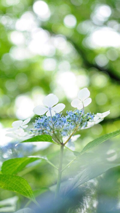 美景 鲜花 清新 摄影 田园 绿色 自然 淡雅 风景名胜 壁纸 素材 锁屏