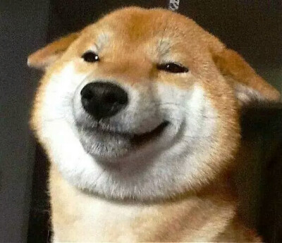 狗狗微信头像 微笑图片