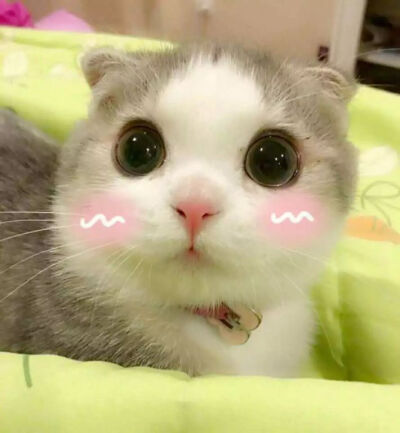 猫 头像 喵喵!微信斗图表情包!qq表情包!