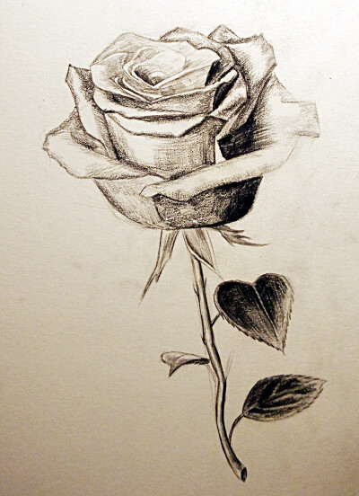 玫瑰花素描画一枝图片