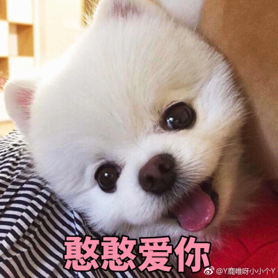 鹿晗博美表情包