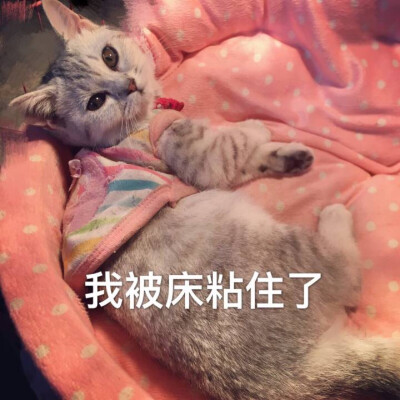 表情包哟～我被床粘住了 不想起床 猫