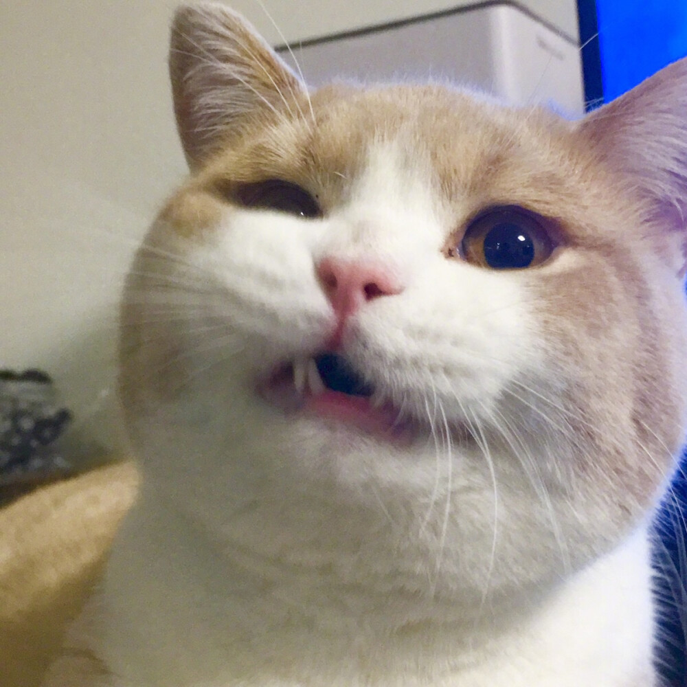 喵喵猫咪表情包萌图头像