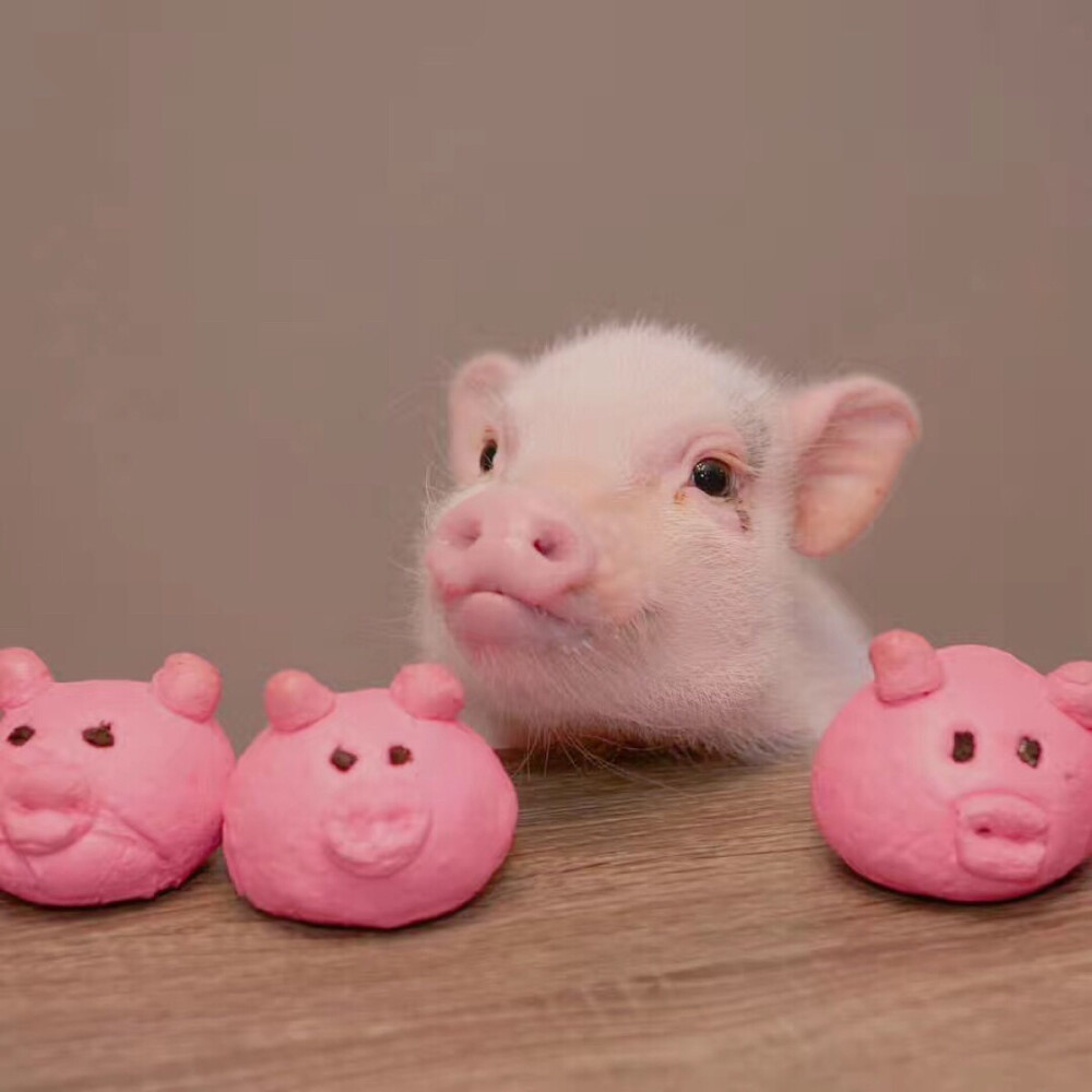 可爱的小胖猪图片