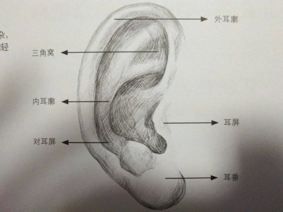 耳朵轮廓