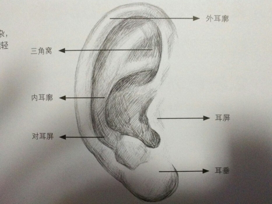 耳朵轮廓清晰图图片