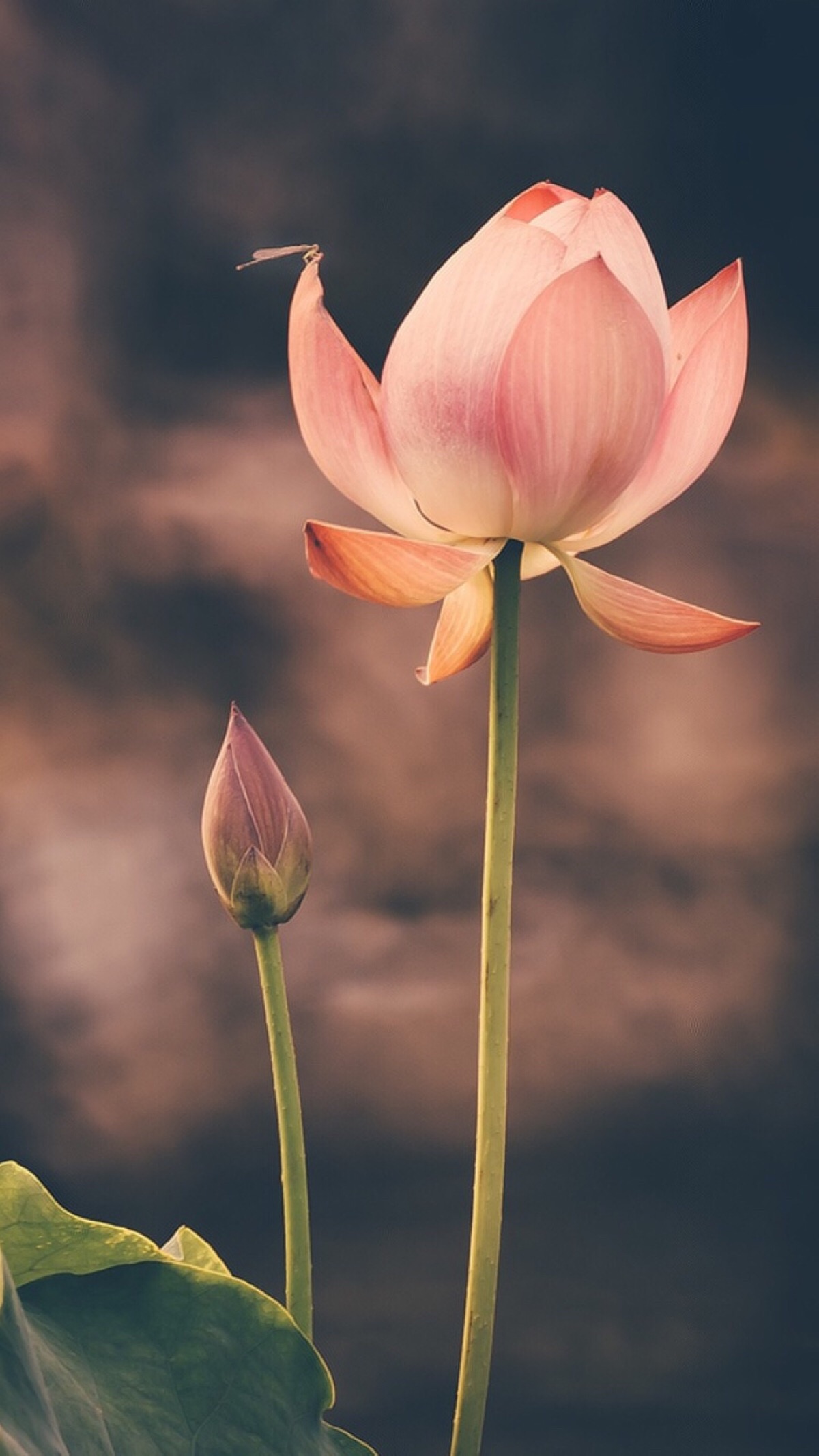 荷花- 堆糖,美图壁纸兴趣社区