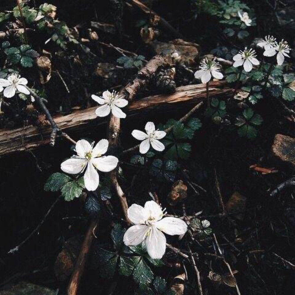 花的情意