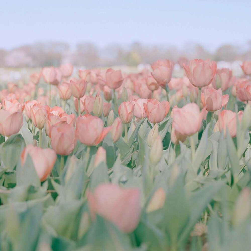 清新微甜风景壁纸花