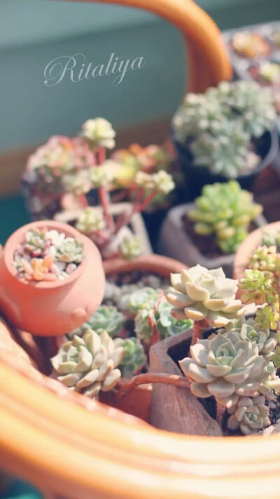 『一花一叶一世界』多肉植物,唯美意境,小清新植物壁纸绿色的世界充满