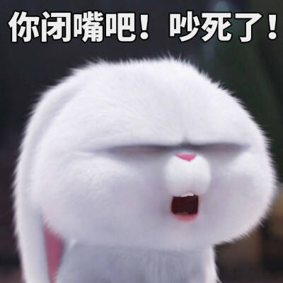 韩国白色兔子表情包图片