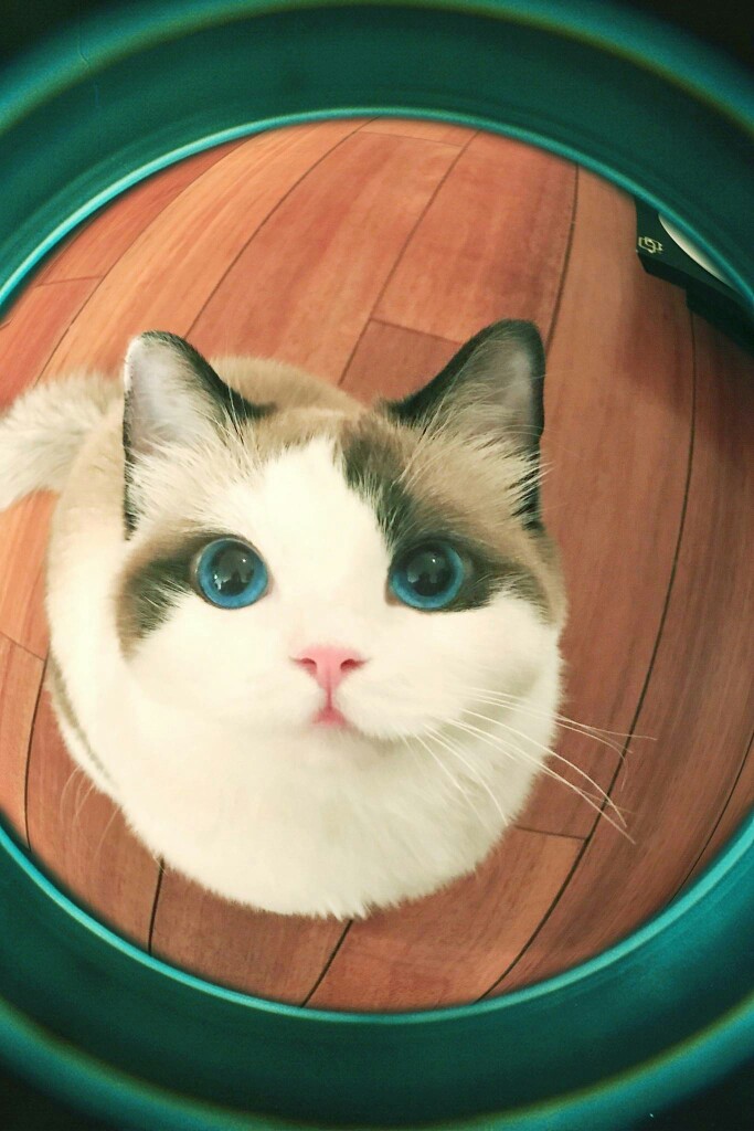 布偶猫狐狸