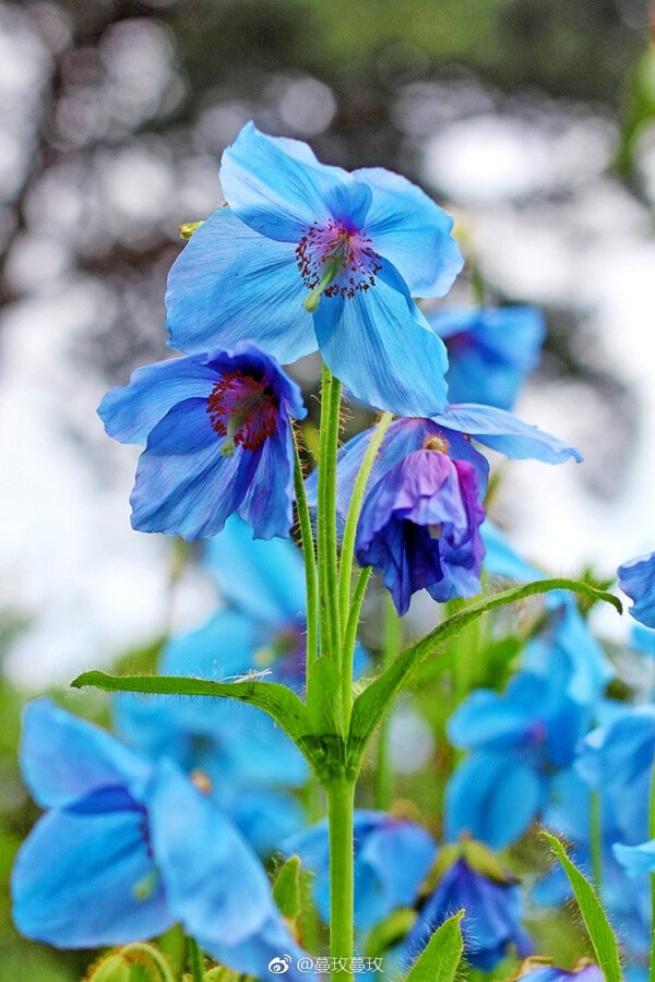 藿香叶绿绒蒿 m. betonicifolia 园艺杂交种 俗称喜马拉雅蓝罂粟
